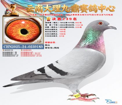 大理九鼎决赛239名