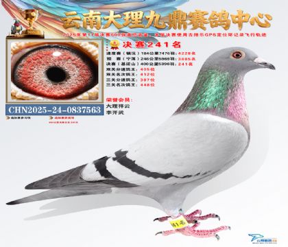 大理九鼎决赛241名