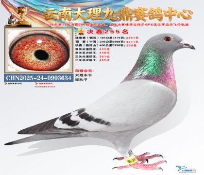 大理九鼎决赛255名