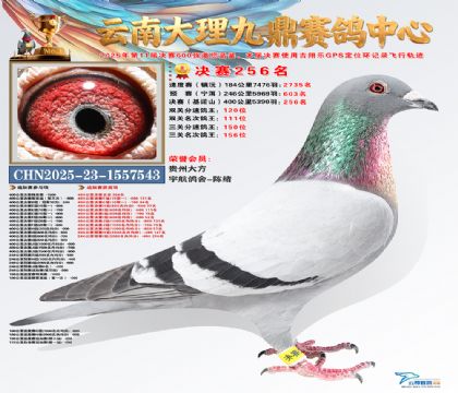 大理九鼎决赛256名