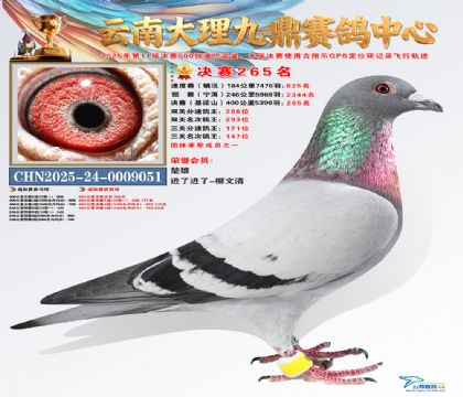 大理九鼎决赛265名