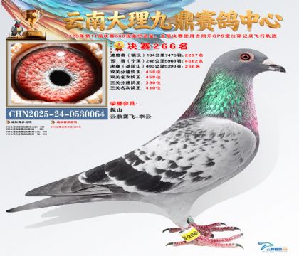 大理九鼎决赛266名