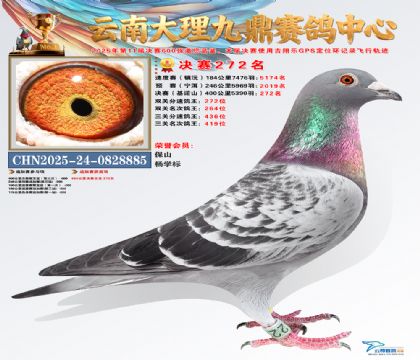 大理九鼎决赛272名