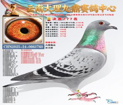 大理九鼎决赛277名