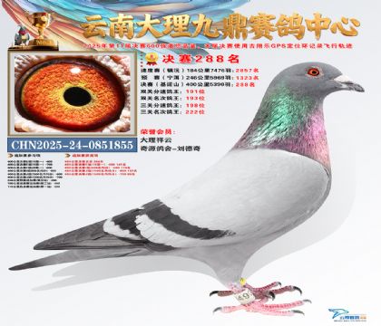 大理九鼎决赛288名