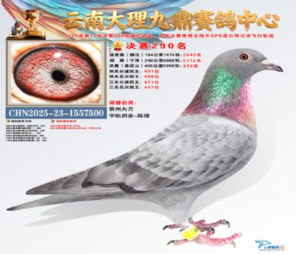 大理九鼎决赛290名