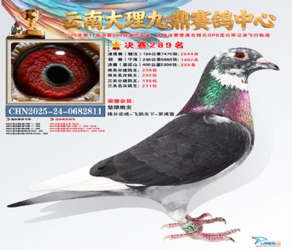 大理九鼎决赛289名