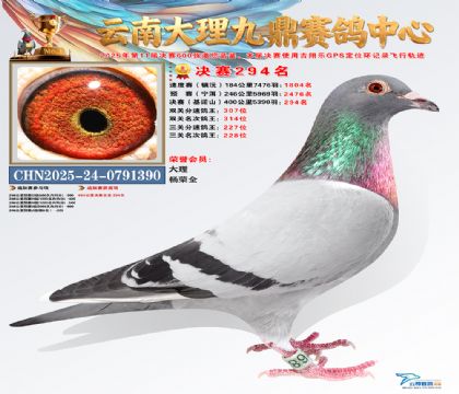 大理九鼎决赛294名