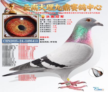 大理九鼎三关鸽王冠军