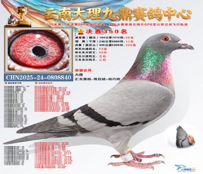 大理九鼎三关鸽王亚军