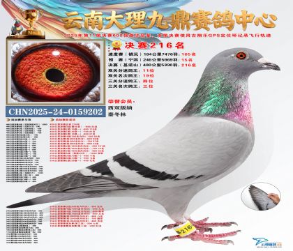 大理九鼎三关鸽王季军