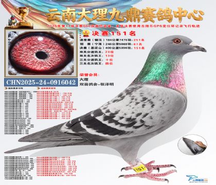 大理九鼎三关鸽王4名