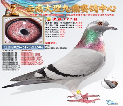 大理九鼎三关鸽王5名