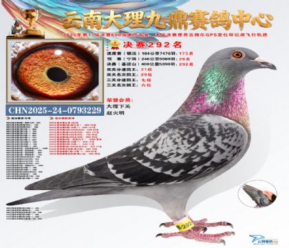 大理九鼎三关鸽王6名