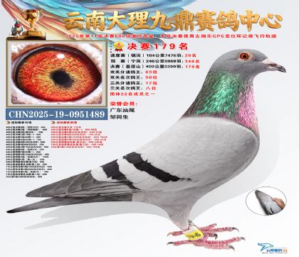 大理九鼎三关鸽王8名