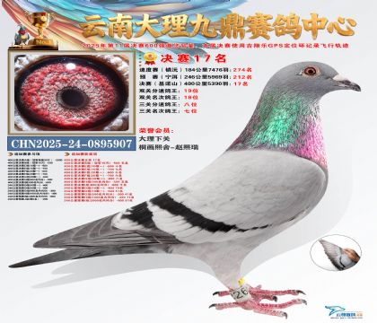 大理九鼎三关鸽王7名