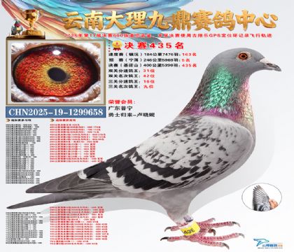 大理九鼎三关鸽王9名