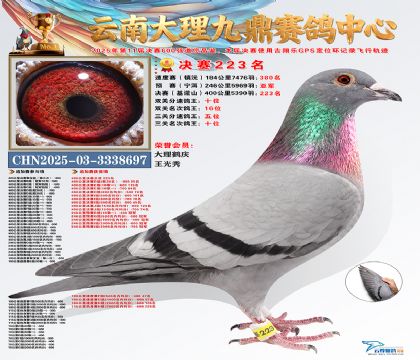 大理九鼎三关鸽王10名