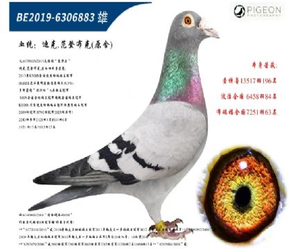 迪克范登布克基特尔直子(超级发挥)