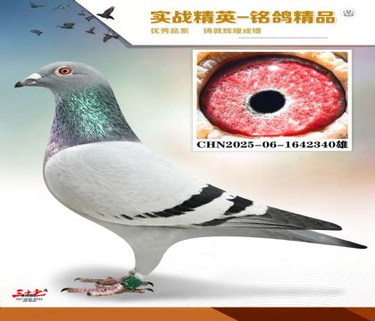 ���ǲ���