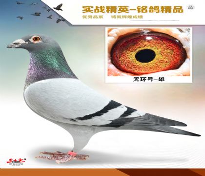 �����ϻ���