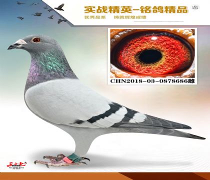 ·���й����������  ���蹫��