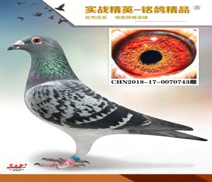 �����ϻ���   ���׻�Ѫ