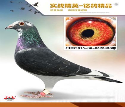 ɣ��ʿ   ����