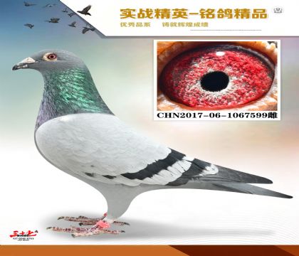 ����   �����׻�Ѫ