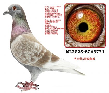 �tɫ������