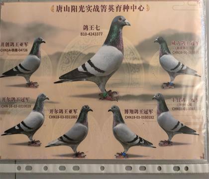 Ѫ�y(t��ng)������