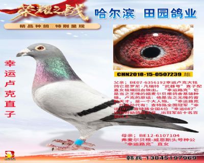 父亲;幸运卢克直子