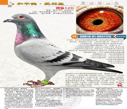 ���WѪϵ���W��ƥ�˰�����������(sh��)����B(y��ng)���λ���������P(gu��n)��܊