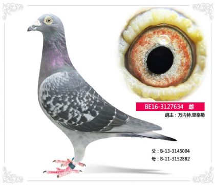 萬內(nèi)特.里格勒634 雌