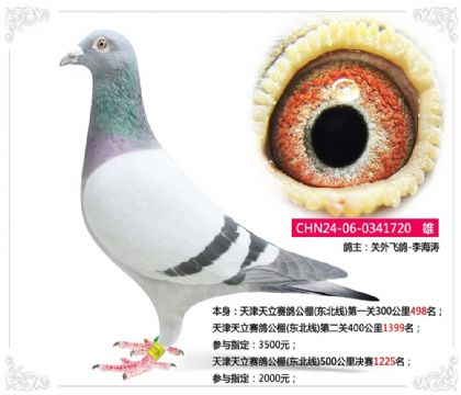 天津天立賽鴿公棚(東北線)500公里決賽1225名 雄
