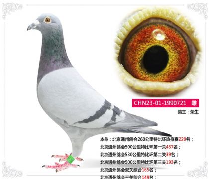 北京通州鴿會(huì)530公里特比環(huán)第二關(guān)39名 雌