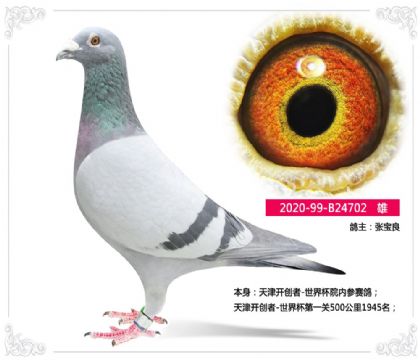 張寶良--天津開創(chuàng)者-世界杯院內(nèi)參賽鴿702 雄