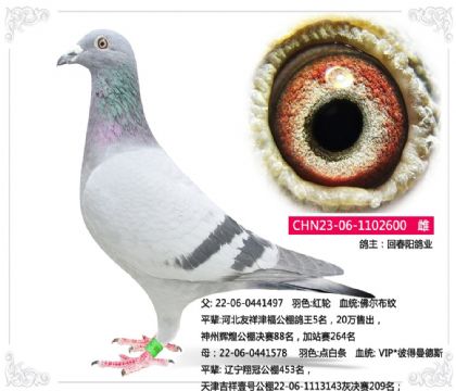 回春陽鴿業(yè)---彼得曼德斯600 雌