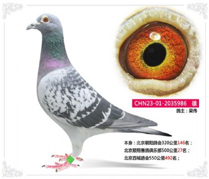 北京順翔賽鴿俱樂部500公里27名 雄