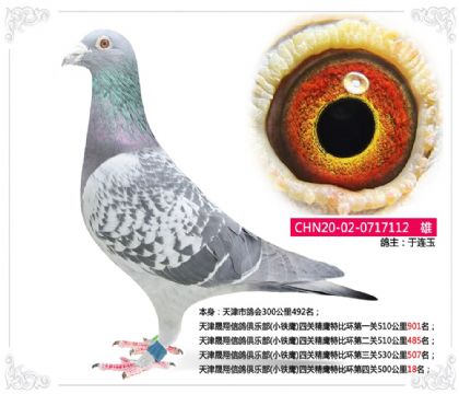 天津晟翔信鴿四關(guān)精鷹特比環(huán)第四關(guān)500公里18名 雄