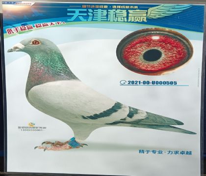 秦皇島金友信鴿運(yùn)動(dòng)俱樂部-中國杯四關(guān)綜合241名 雄