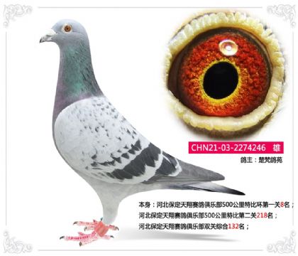 河北保定天翔賽鴿俱樂部500公里特比環(huán)第一關(guān)8名 雄