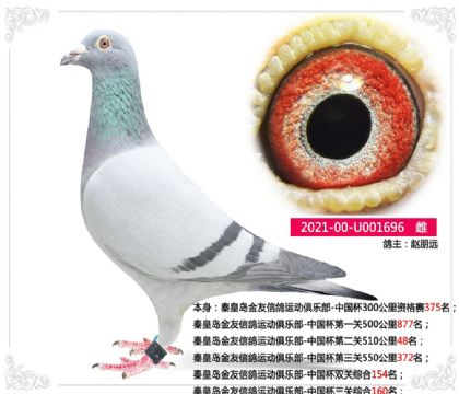 秦皇島金友信鴿運(yùn)動(dòng)俱樂部-中國杯三關(guān)綜合160名 雌
