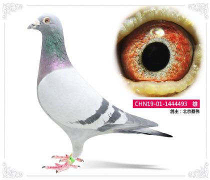 北京蔡偉--493 雄