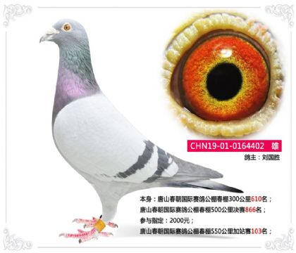 唐山春朝國際賽鴿公棚春棚550公里加站賽103名 雄