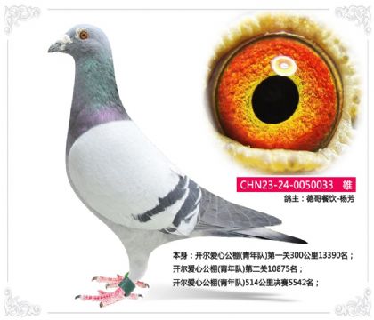 開爾愛心公棚(青年隊(duì))514公里決賽5542名 雄