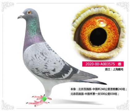 北京百鴿園-中國杯第一關(guān)500公里838名 雌