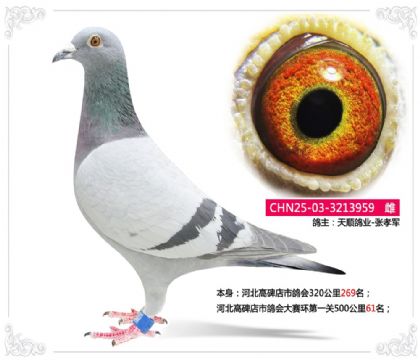 河北高碑店市鴿會(huì)大賽環(huán)500公里61名 雌