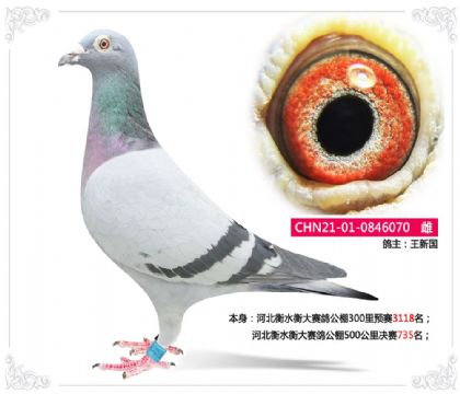 河北衡水衡大賽鴿公棚500公里決賽735名 雌