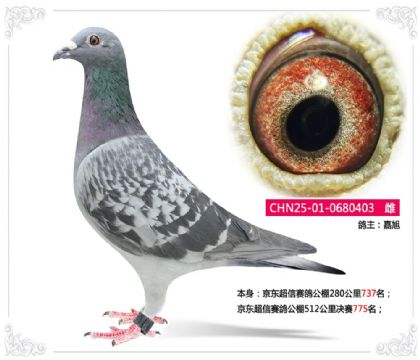 京東超信賽鴿公棚512公里決賽775名 雌